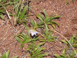 Image of Xerophyta humilis (Baker) T. Durand & Schinz