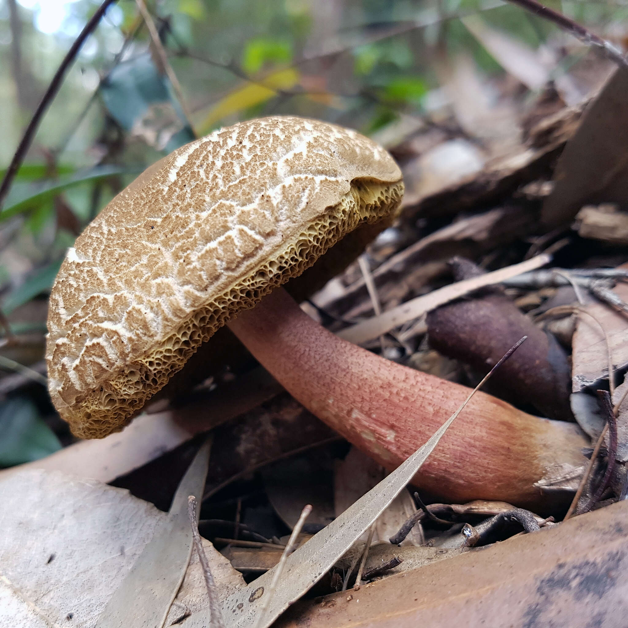 Слика од Boletellus badiovinosus E. Horak 1977