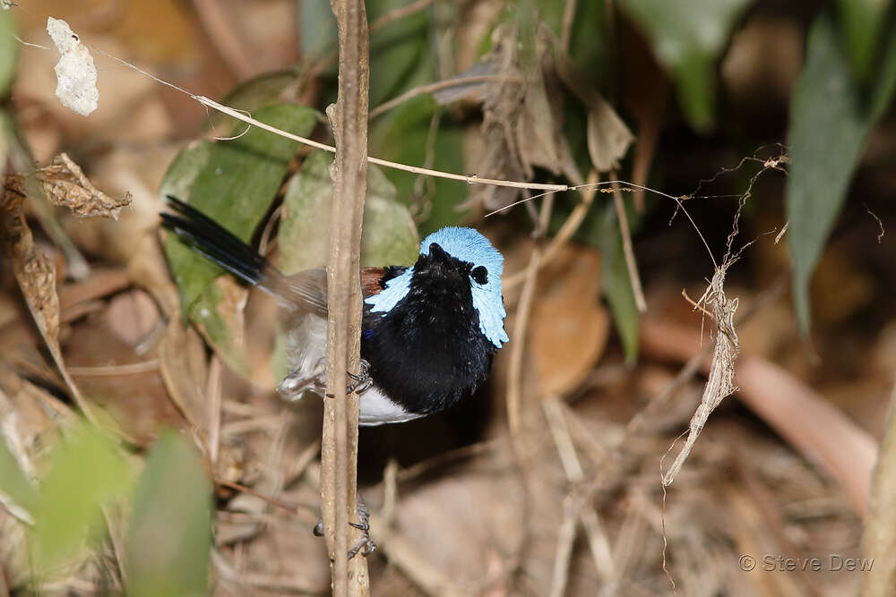 Image of Lovely Fairy-wren