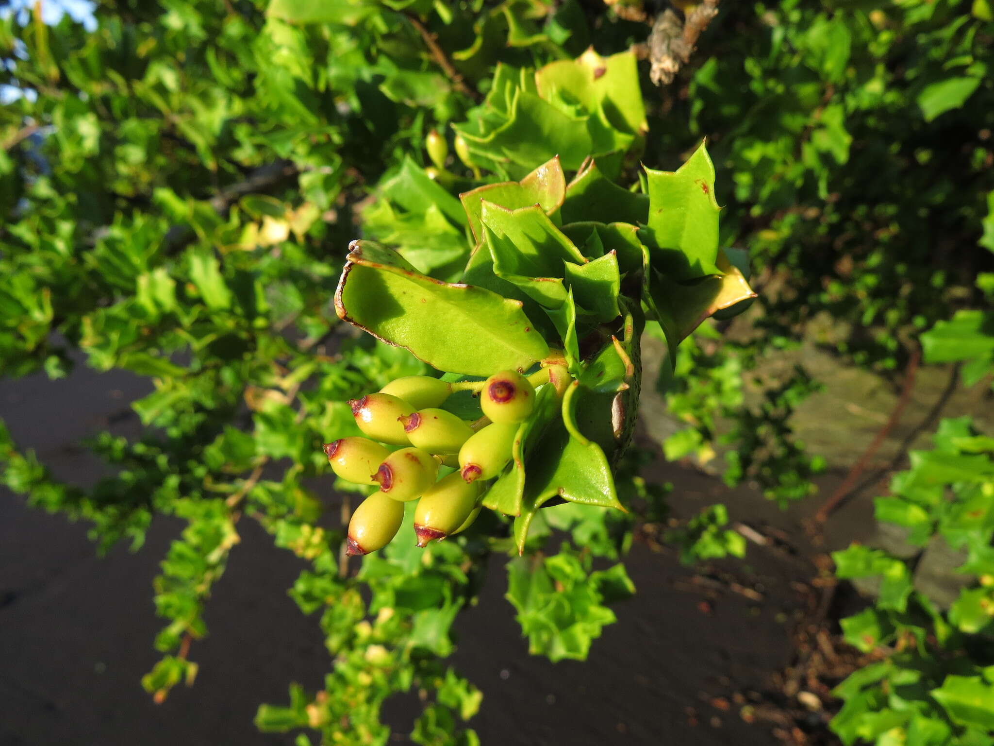 Griselinia jodinifolia (Griseb.) Taub.的圖片