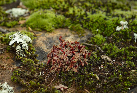 Crassula exilis subsp. cooperi (Regel) Tölken resmi