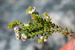 Image of Phylica humilis Sond.