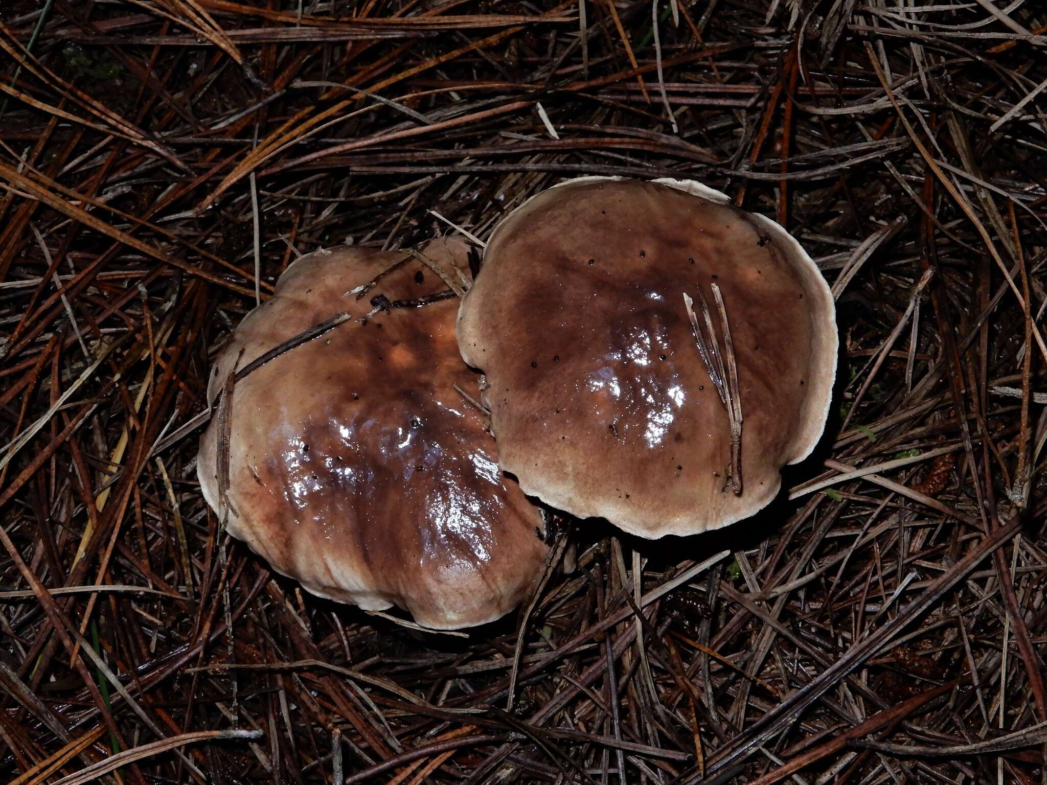 Image of Suillus quiescens T. D. Bruns & Vellinga 2010