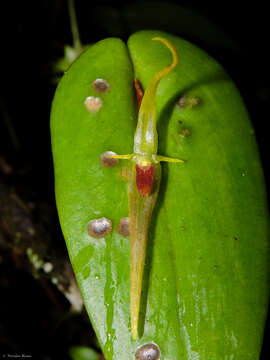 Image of Pleurothallis microcardia Rchb. fil.