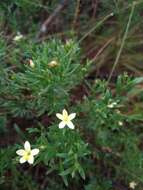 Plancia ëd Menodora integrifolia (Cham. & Schltdl.) Steud.