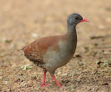 Image of Small-billed Tinamou