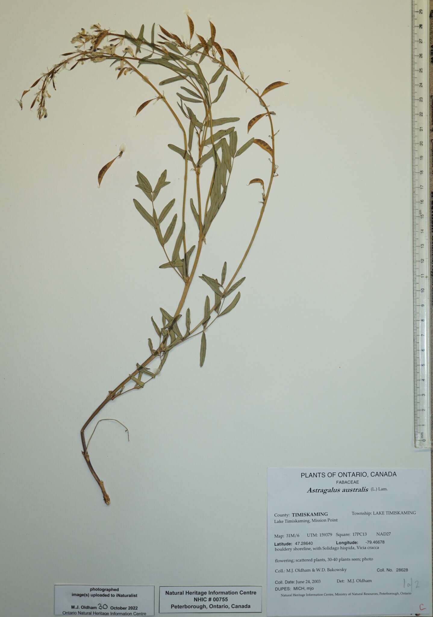 Image of <i>Astragalus australis</i> var. <i>glabriusculus</i>