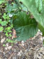 Image of Sudden oak death