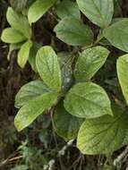 Image of Viburnum tinoides L. fil.