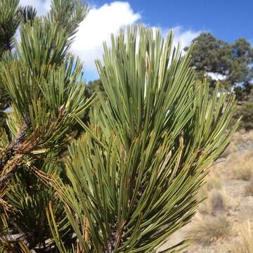 Image of Hartweg's Pine