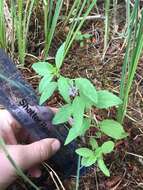 Image of Mentha canadensis L.