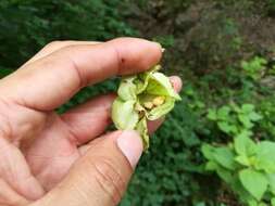 Image of Staphylea pringlei S. Wats.