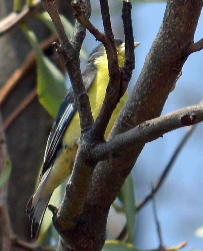 Image of Lesser Goldfinch