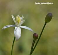 Image of Clematis elisabethae-carolae Greuter