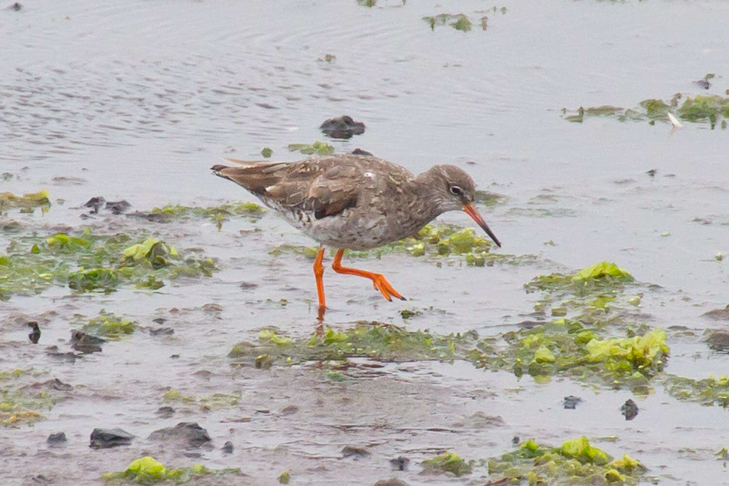 Image of Common Redshank