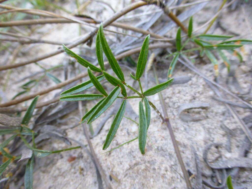 Image of Rhynchosia ferulifolia Harv.