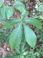 Imagem de Aesculus pavia var. flavescens (Sarg.) Correll