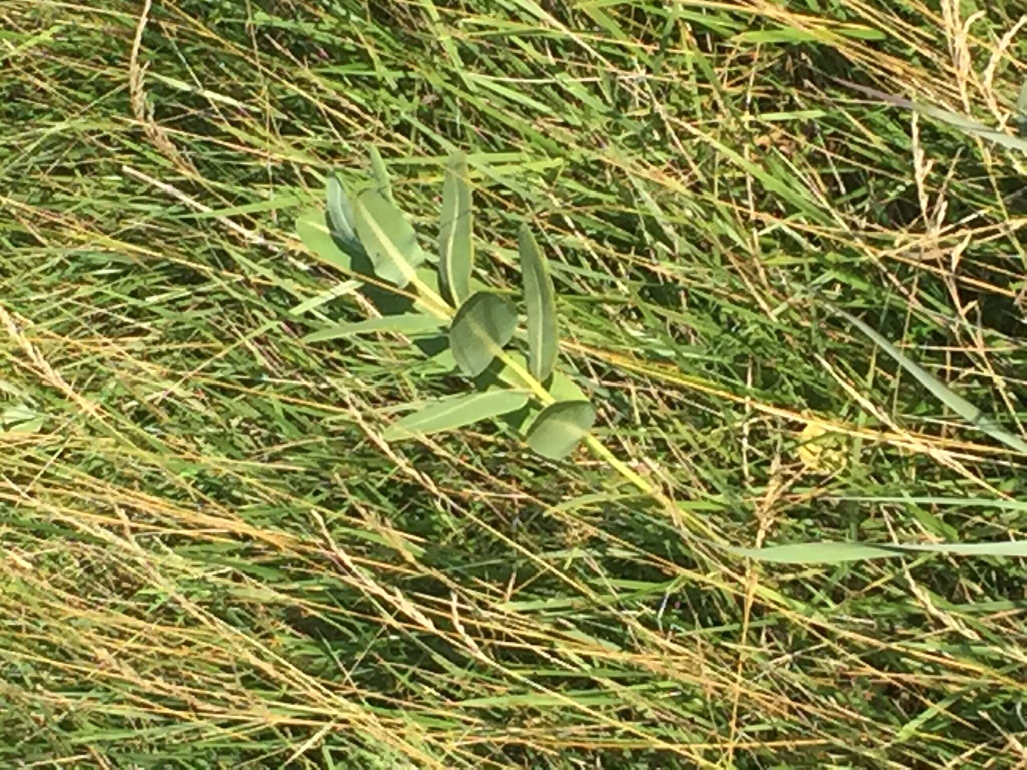 Image of prairie milkweed