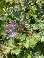 Image of cranesbill