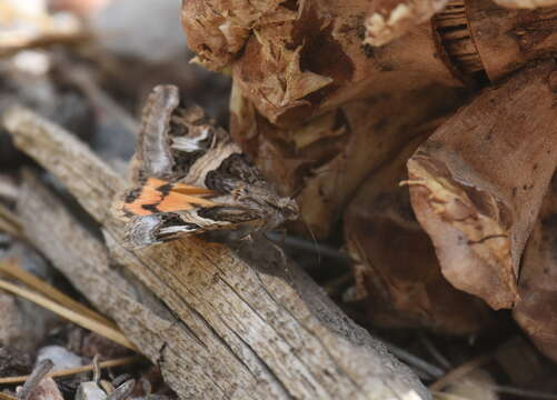 Image of <i>Drasteria convergens</i>