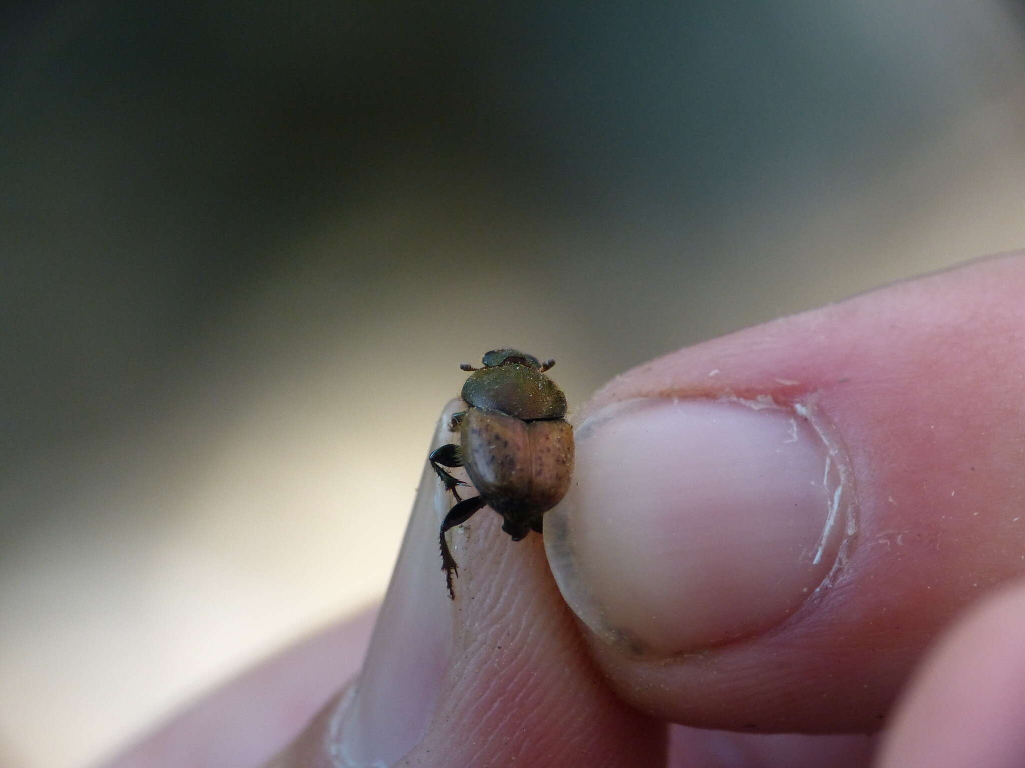 Слика од Onthophagus (Palaeonthophagus) coenobita (Herbst 1783)