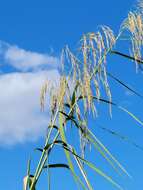 Слика од Phragmites australis subsp. berlandieri (E. Fourn.) Saltonst. & Hauber