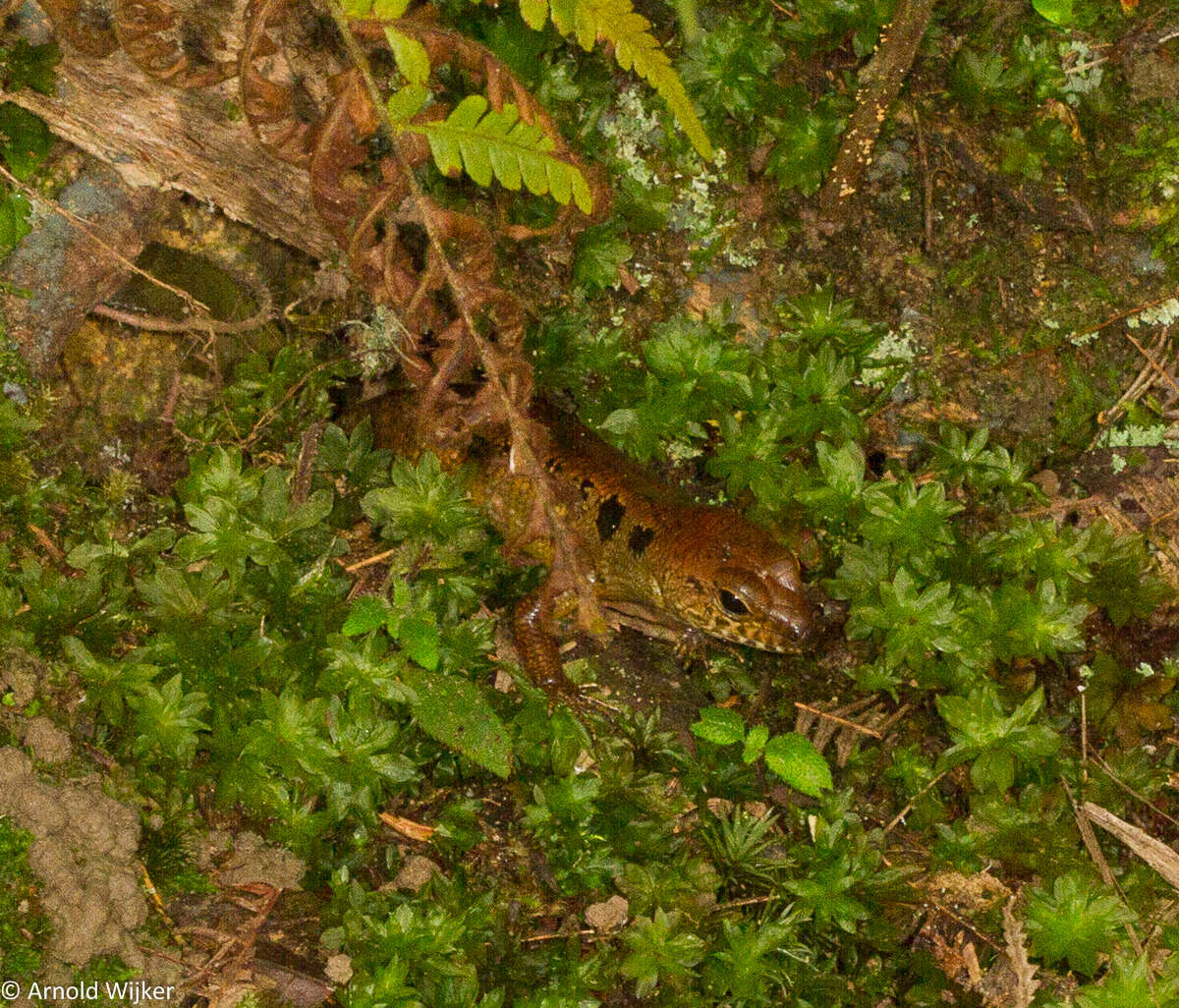 صورة Sphenomorphus praesignis (Boulenger 1900)