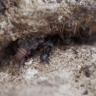 Image de Myrmecophilus (Myrmecophilus) acervorum (Panzer 1799)