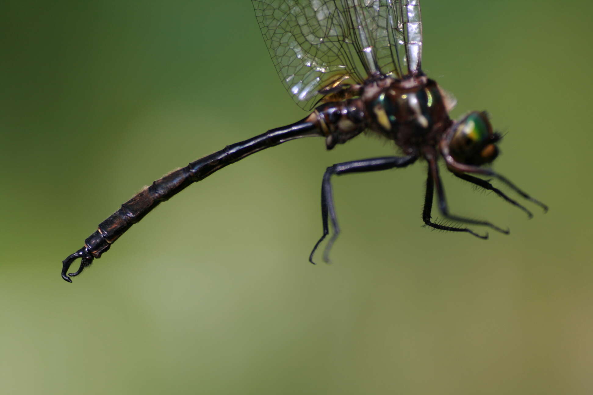 Image of Hine's Emerald