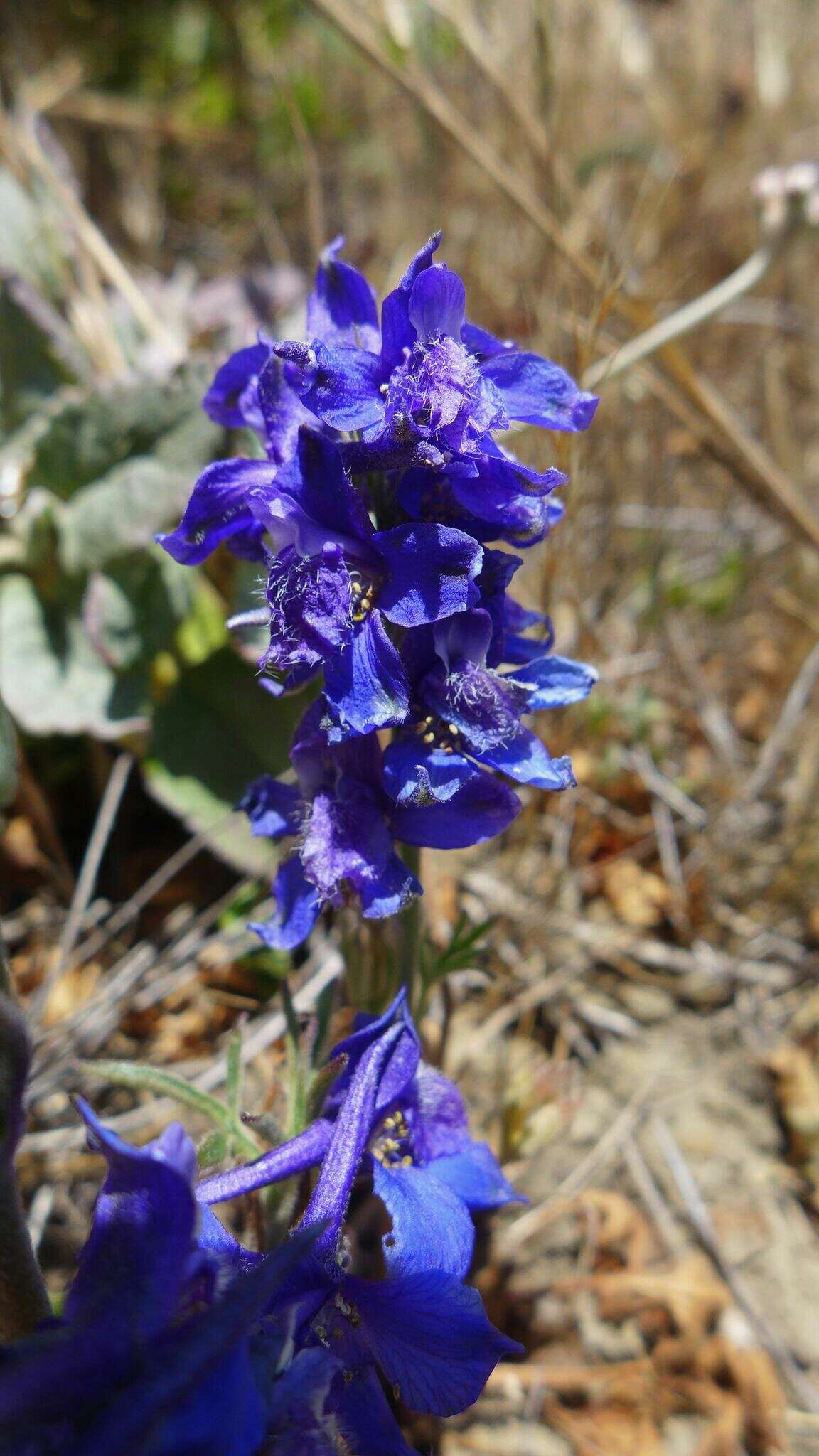 Plancia ëd Delphinium decorum Fisch. & Mey.