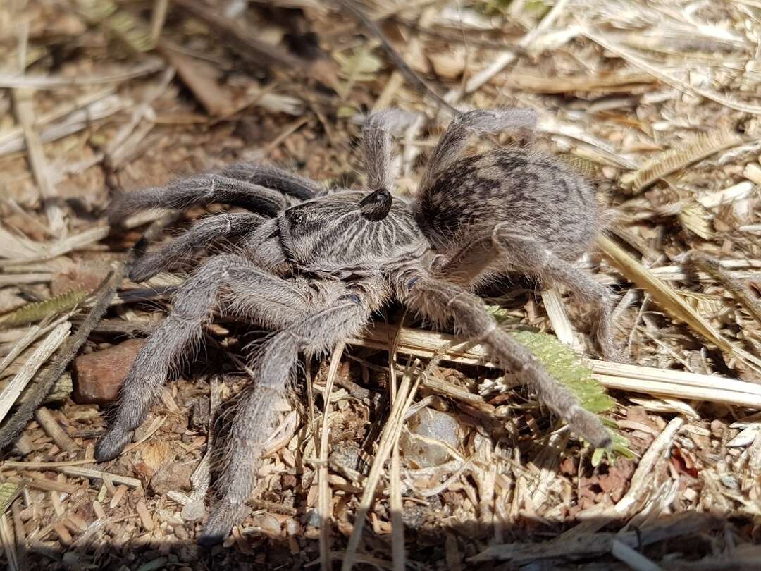 Image of Straight Horned Baboon Tarantula