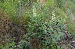 Sophora alopecuroides L. resmi