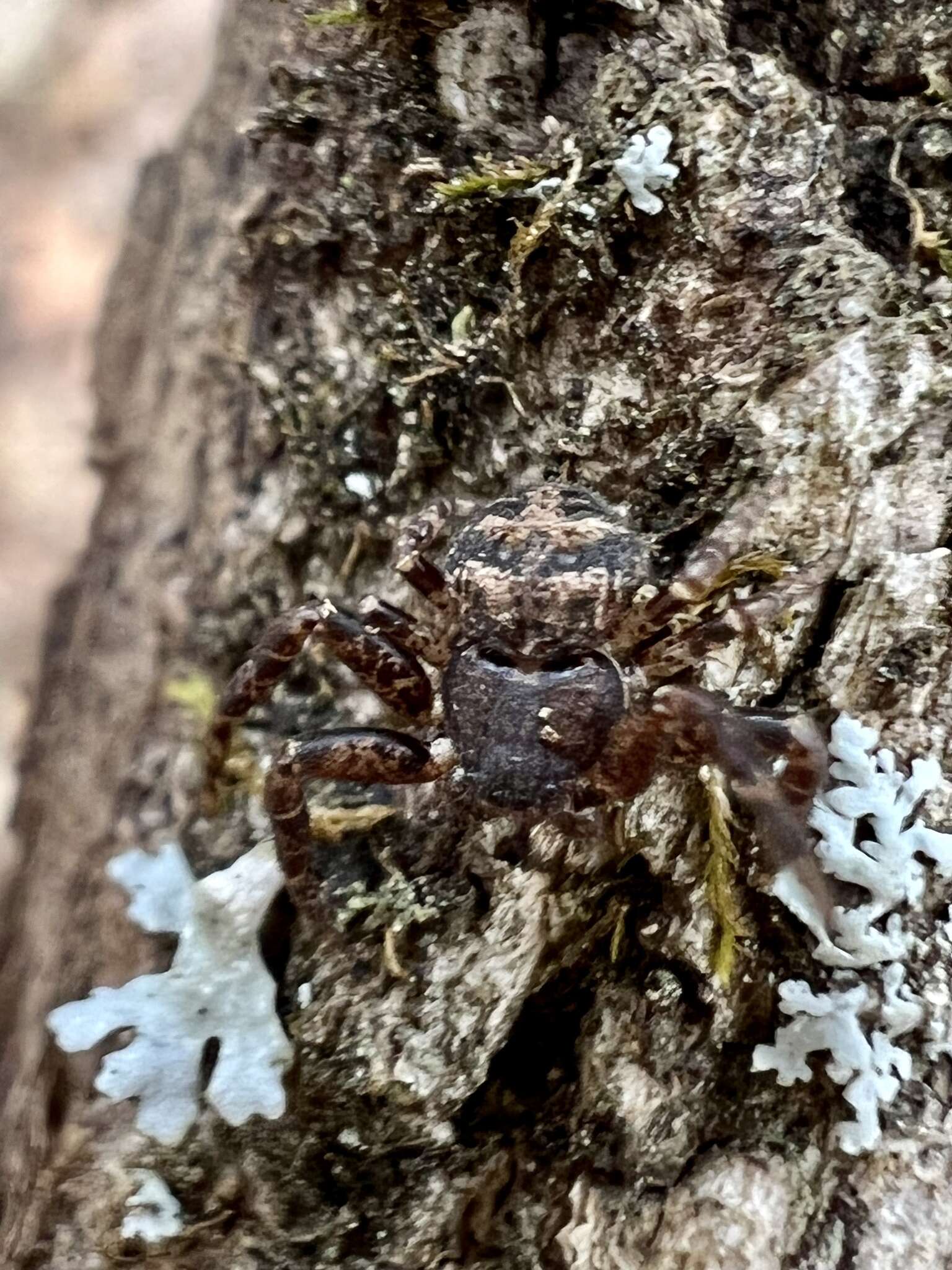 Image of Bassaniana versicolor (Keyserling 1880)