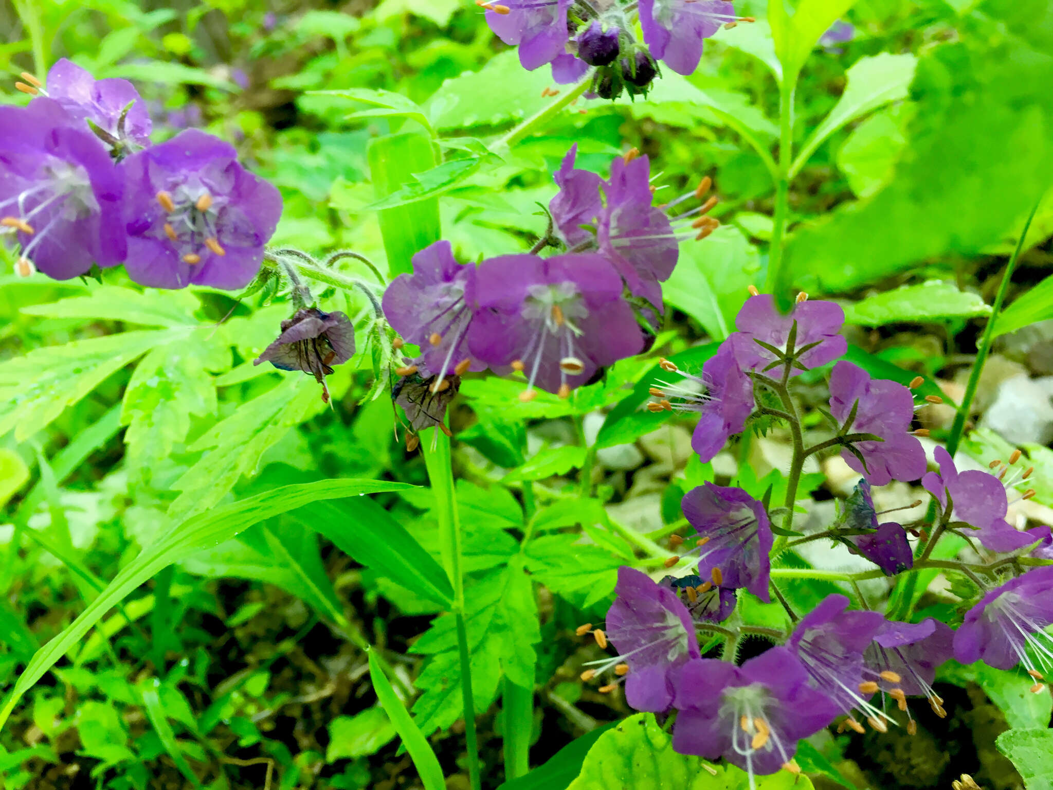 Phacelia bipinnatifida Michx. resmi