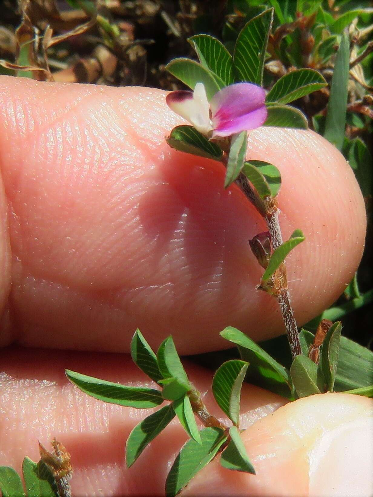 Imagem de Kummerowia striata (Thunb.) Schindl.