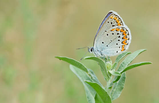 Imagem de Plebejus argyrognomon (Bergsträsser (1779))