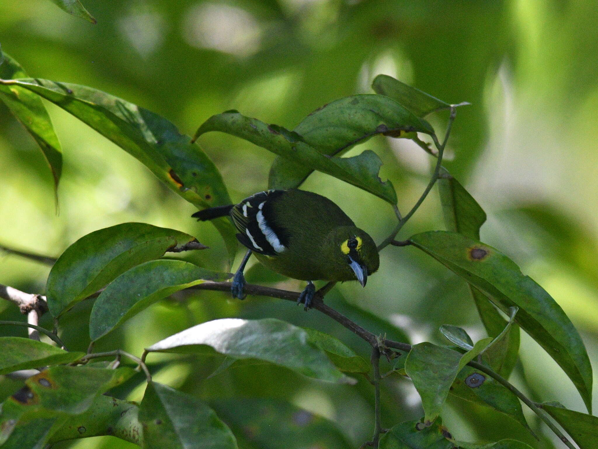 Aegithina viridissima (Bonaparte 1850) resmi