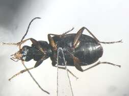 Agonum (Olisares) excavatum Dejean 1828的圖片