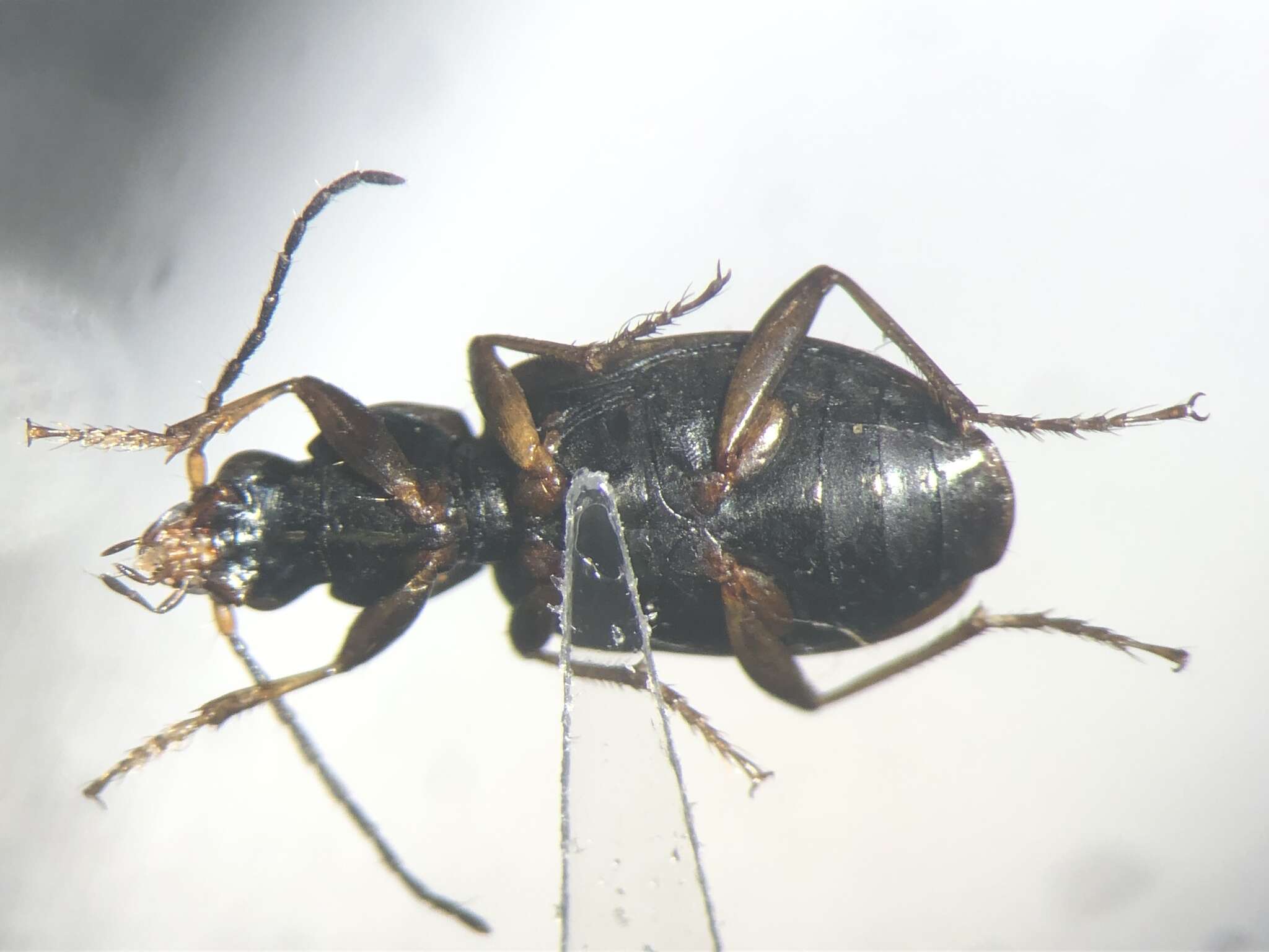 Image of Agonum (Olisares) excavatum Dejean 1828