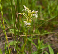 Platanthera lacera (Michx.) G. Don resmi