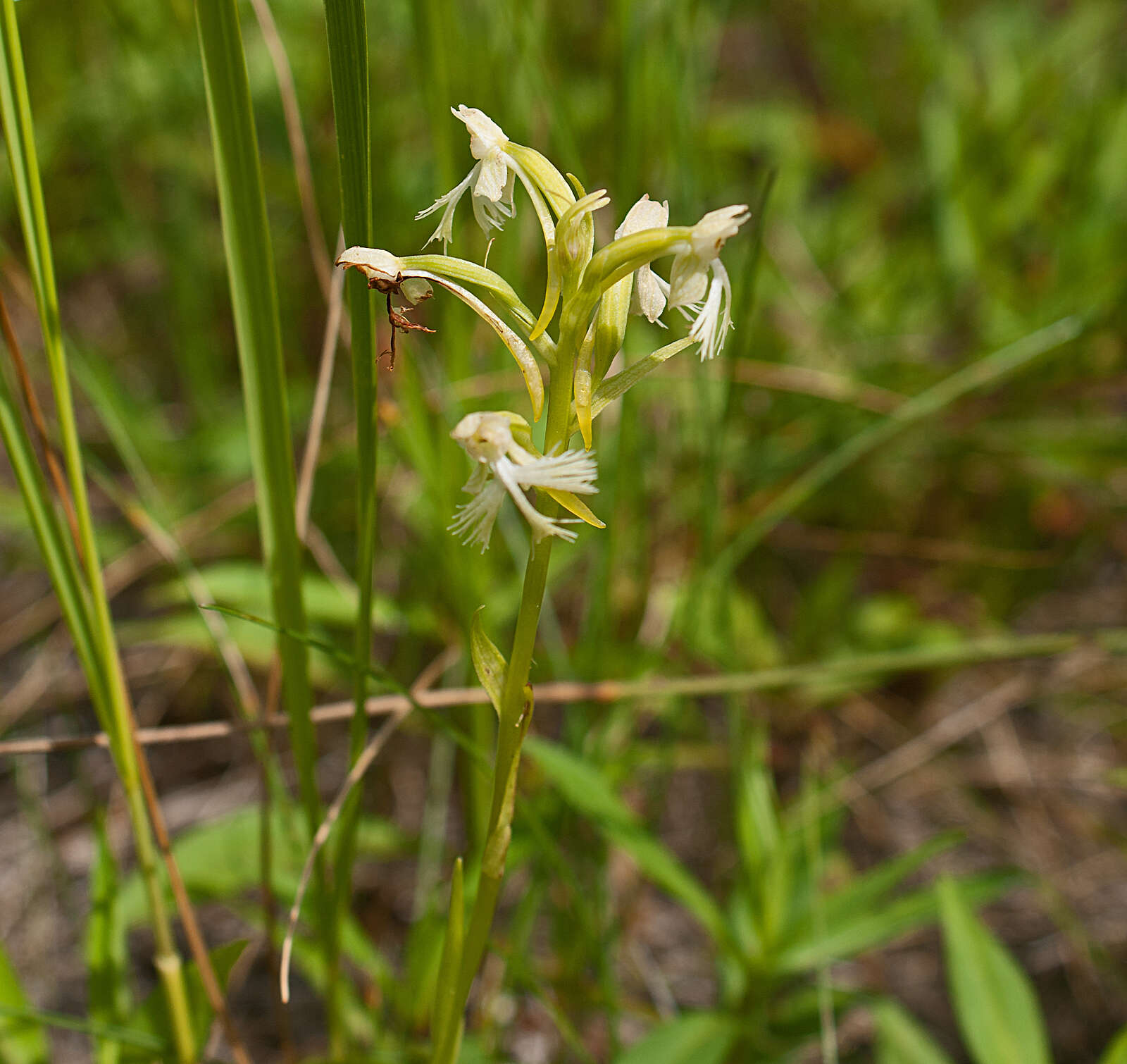 Слика од Platanthera lacera (Michx.) G. Don