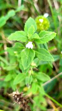 Image of Stemodia pratensis (Aubl.) B. L. Turner