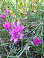 Image of dwarf checkerbloom