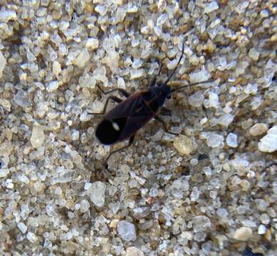 صورة Aspilocoryphus australicus Stal & C. 1874