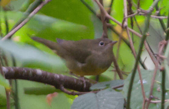 Image of Oporornis Baird & SF 1858