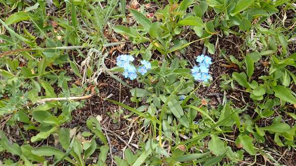 Plancia ëd Myosotis asiatica (Vesterg.) Schischkin & Sergievskaja