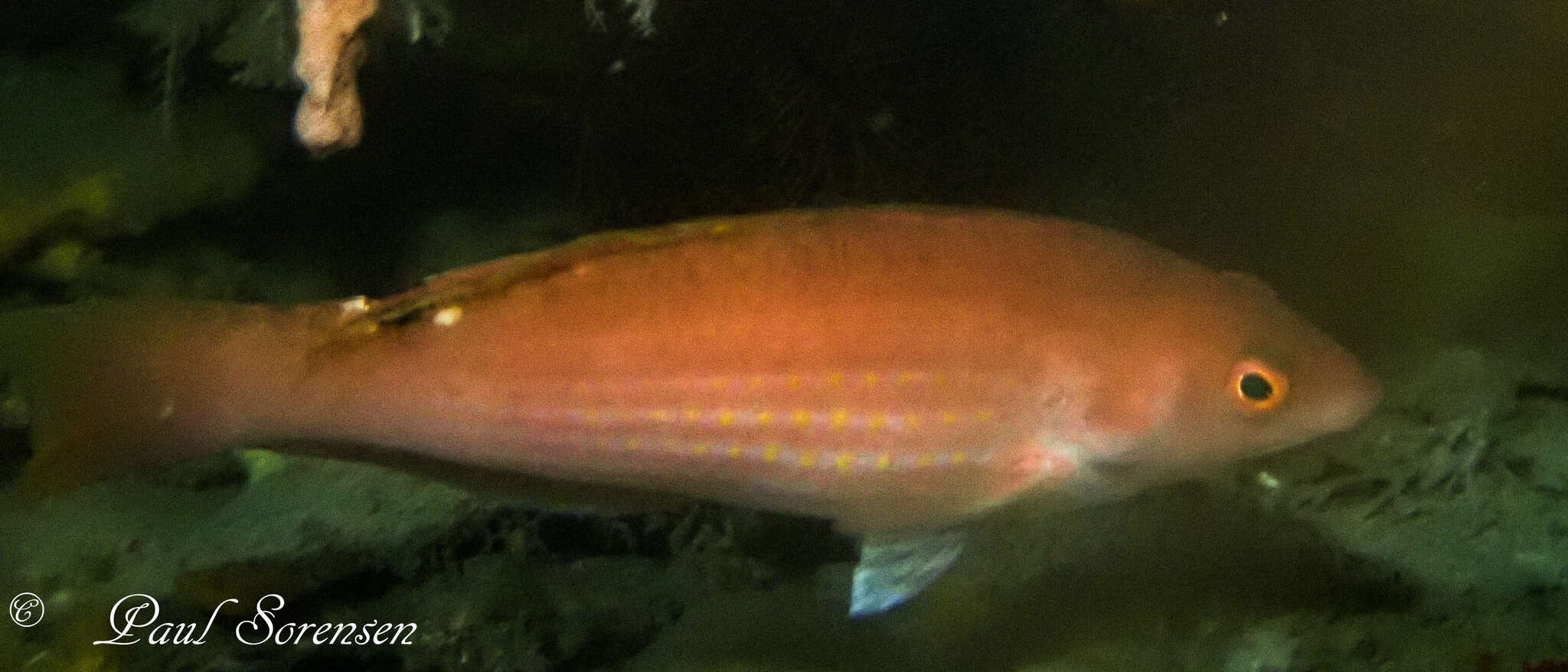 Image of Rosy parrotfish