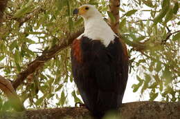 Image of African Fish Eagle