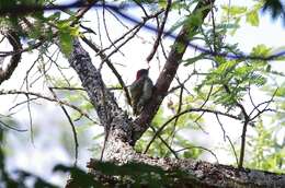 Image of Golden-tailed Woodpecker