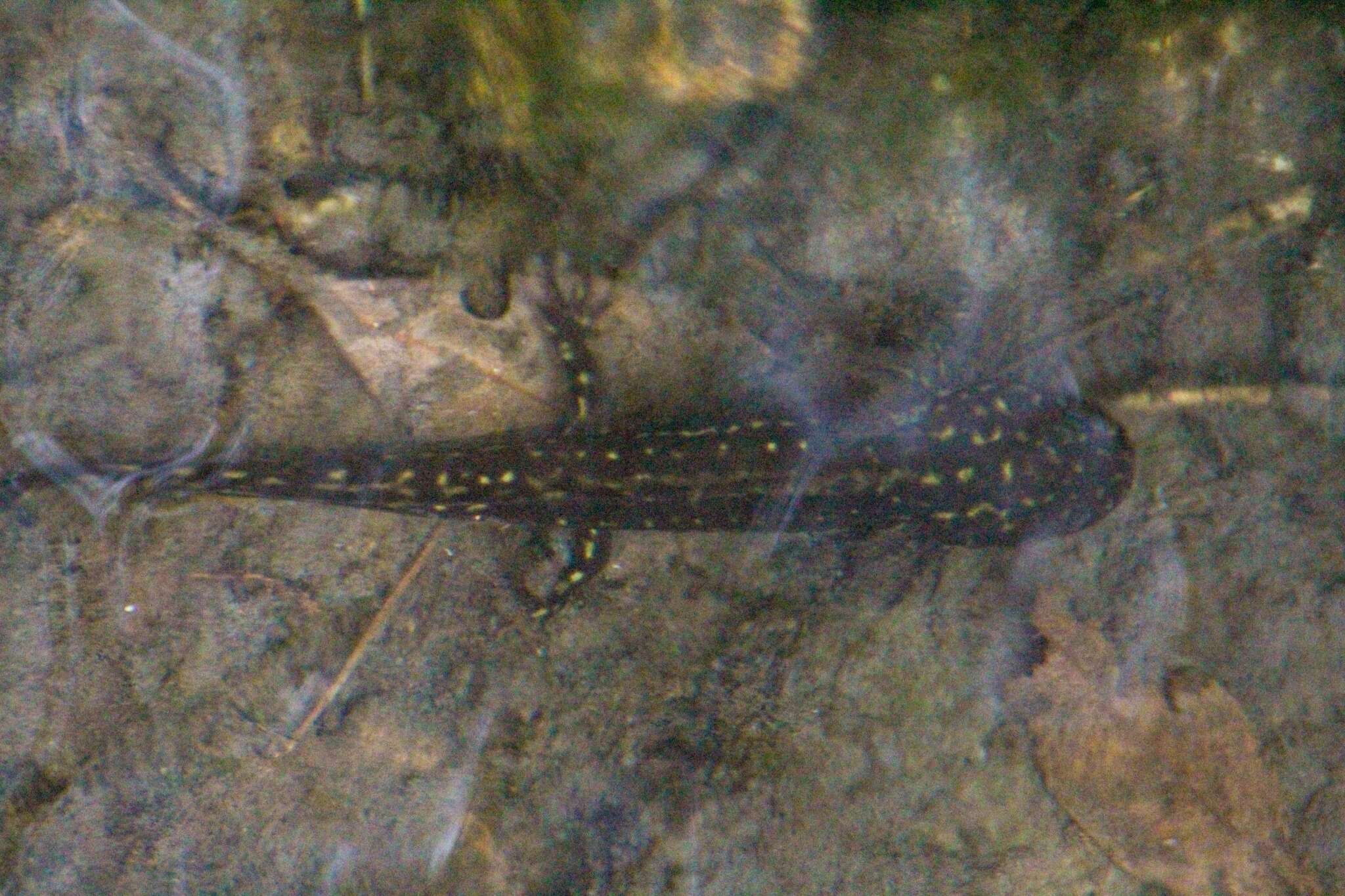 Plancia ëd Ambystoma rosaceum Taylor 1941